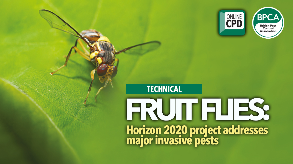 fruit-flies-ipm fruit-flies-ipm